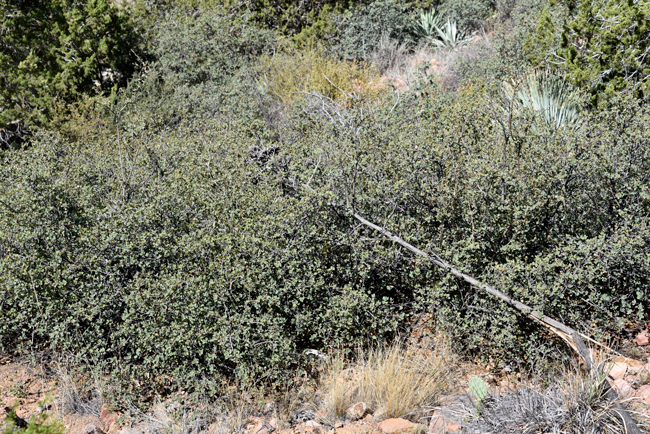 Sonoran Scrub Oak prefers dry or moist sandy areas and desert slopes in multiple plant communities over its large geographic areas. Some plant communities are Chaparral (often the dominant species), Ponderosa Pine, Pinyon-Juniper, Oak Woodlands and transition zones between grasslands or desert. Quercus turbinella 